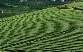 Sẵn sàng cho Liên hoan trà quốc tế lần thứ nhất Thái Nguyên - Việt Nam 2011 